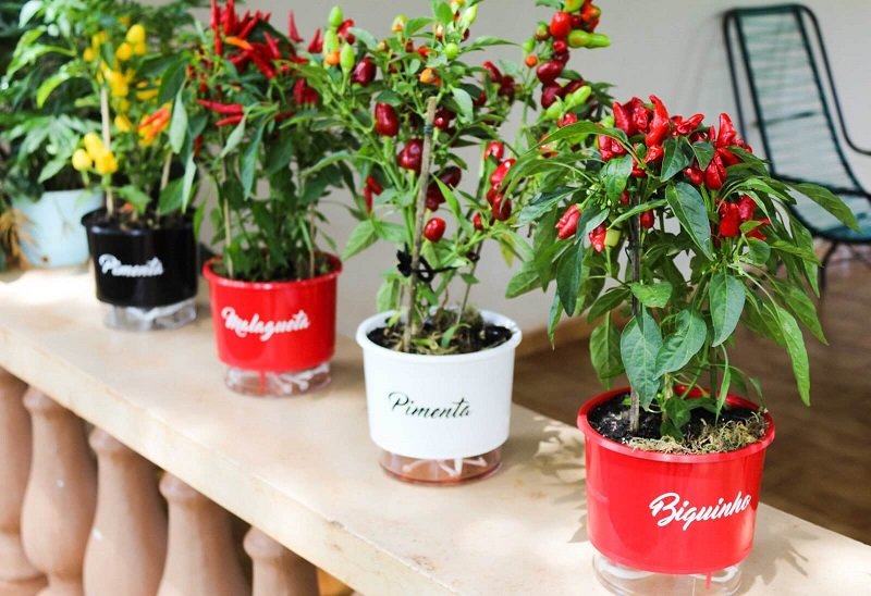 horta em casa pimenta